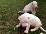 A KALITE DOGO ARGENTINO YAVRULARIMIZ