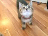  Muhteşem British Shorthair Yavrusu 