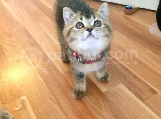 Muhteşem British Shorthair Yavrusu 