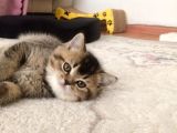 Muhteşem British Shorthair Yavrusu 