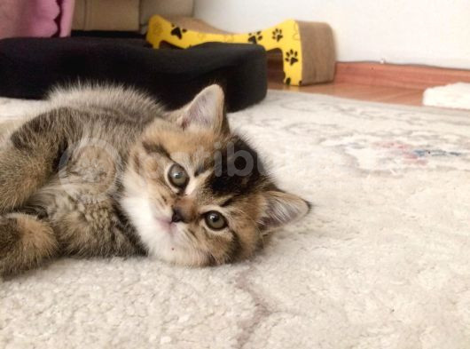 Muhteşem British Shorthair Yavrusu  görsel