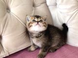 Muhteşem British Shorthair Yavrusu 