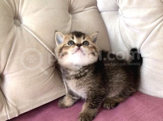 Muhteşem British Shorthair Yavrusu  görsel