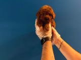 Teacup Redbrown Toy Poodle Yavrularimiz