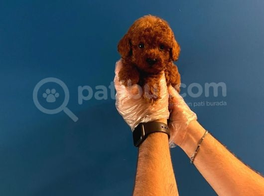 Teacup Redbrown Toy Poodle Yavrularimiz görsel