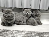 Harika Scottish fold ve british yavrularım