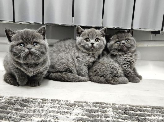 Harika Scottish Fold Ve British Yavrularım