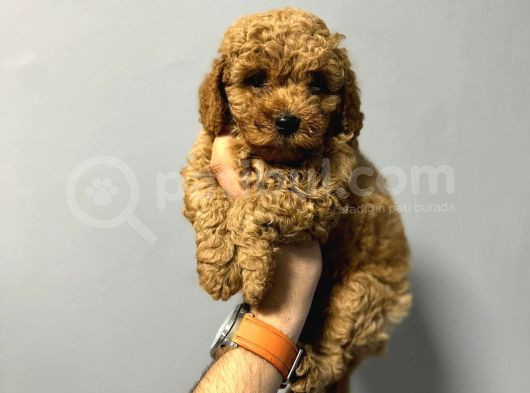 Irk Garanti̇li̇ Safkan Toy Poodle Yavrulari