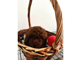 orijinal Kore kan poodle dan toy poodle