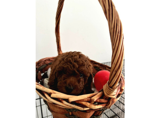 Orijinal Kore Kan Poodle Dan Toy Poodle