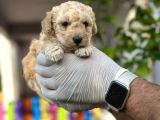 EVİNİZİN YENİ NEŞESİ tOY POODLE YAVRULARI