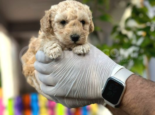 Evi̇ni̇zi̇n Yeni̇ Neşesi̇ Toy Poodle Yavrulari