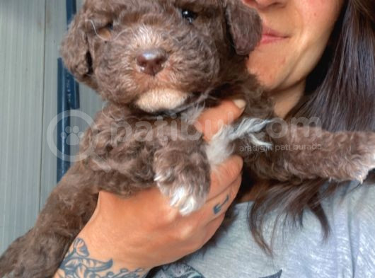 Lagotto Yavrular görsel