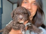 Lagotto Yavrular