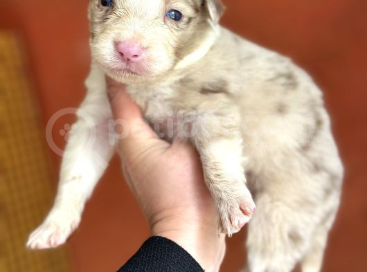 Border Collie Yavrular görsel