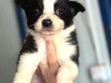 Border Collie Yavrular