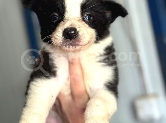 Border Collie Yavrular görsel