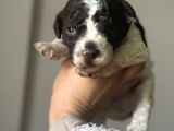 Lagotto Yavrular