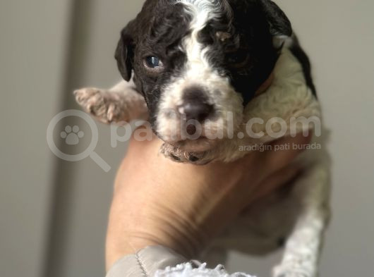 Lagotto Yavrular görsel