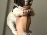 Lagotto Yavrular