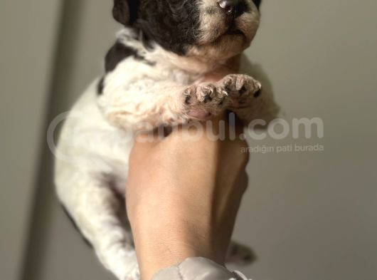 Lagotto Yavrular görsel