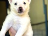 Sibirya Kurdu Husky Yavrular
