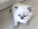 2 Aylık British Shorthair
