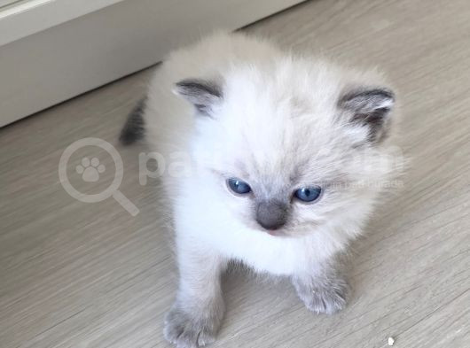 2 Aylık British Shorthair görsel