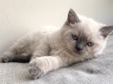 2 Aylık British Shorthair