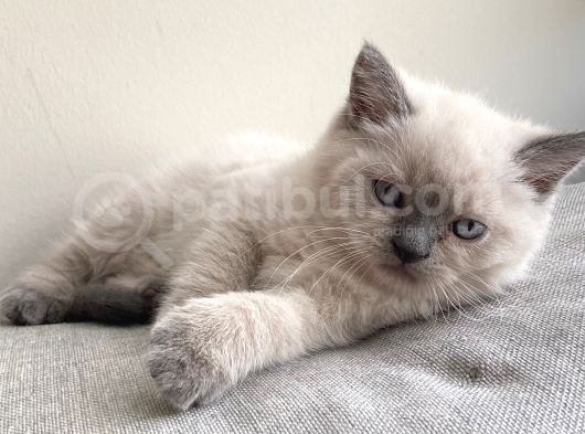 2 Aylık British Shorthair görsel