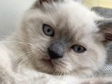 2 Aylık British Shorthair