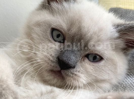 2 Aylık British Shorthair
