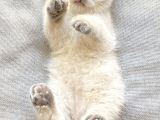 2 Aylık British Shorthair