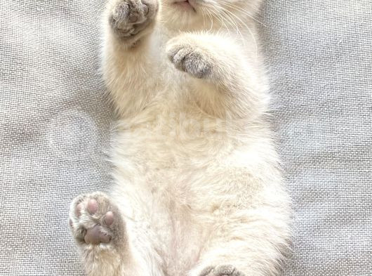 2 Aylık British Shorthair görsel