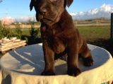 ÇİKOLATA RENK LABRADOR YAVRULARI