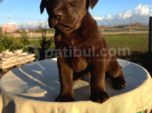 Çi̇kolata Renk Labrador Yavrulari