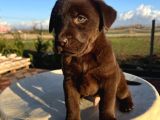Çi̇kolata Renk Labrador Yavrulari