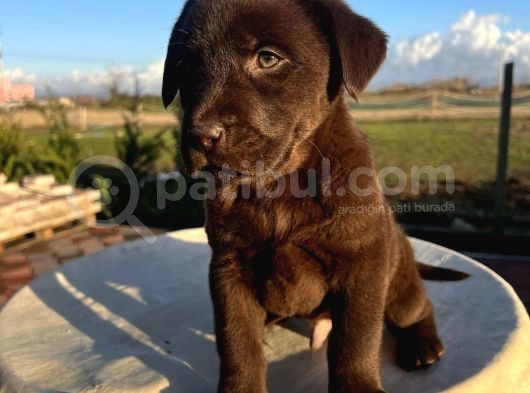 Çi̇kolata Renk Labrador Yavrulari görsel