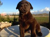 Çi̇kolata Renk Labrador Yavrulari
