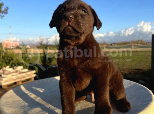 Çi̇kolata Renk Labrador Yavrulari görsel
