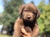 IRK GARANTİLİ LABRADOR YAVRULARI
