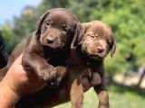 Irk Garanti̇li̇ Labrador Yavrulari