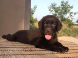 SAFKAN ÇİKOLATA LABRADOR YAVRULARI