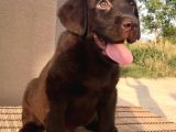 Safkan Çi̇kolata Labrador Yavrulari