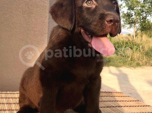 Safkan Çi̇kolata Labrador Yavrulari görsel