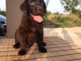 Safkan Çi̇kolata Labrador Yavrulari