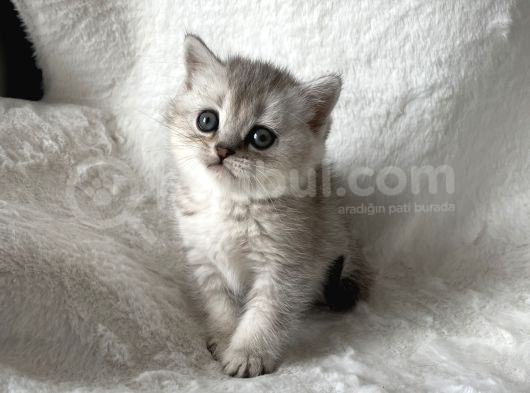 Lynx Point Mükmem Yavrumuz