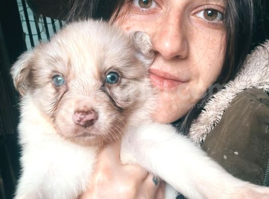 Border Collie Yavrular görsel