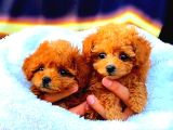 Tooy poodle mini  evcilbebekler ev üretimi yavrular 