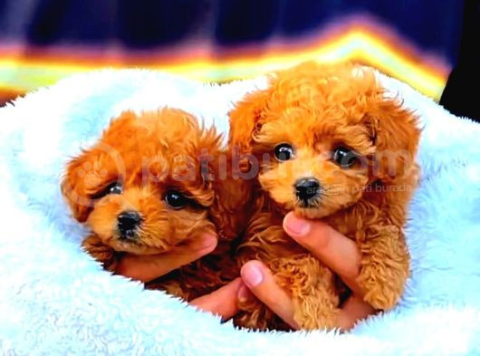 Tooy Poodle Mini  Evcilbebekler Ev Üretimi Yavrular 